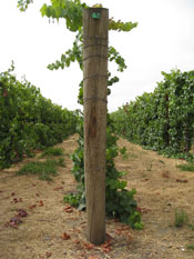 Nunes Vineyard -- Regal Block tall thin canopy