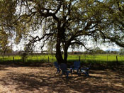 View from the yard, Nunes Vineyard