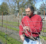 Fred Nunes pruning